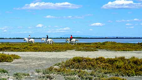 Balade en chevaux en Camargue