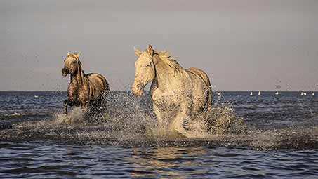 Les chevaux Camarguais dans les Bouches du Rhônes