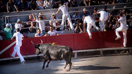 Découvrir les toros à Arles