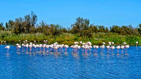 Les flamants roses en Camargue