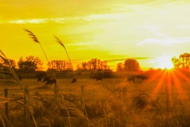 Recrutement en Camargue