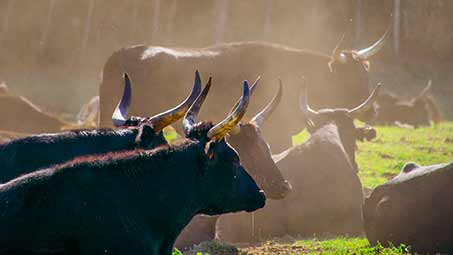 Les toros de Camargue