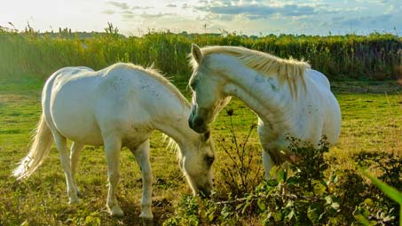 activité camping équitation camargue