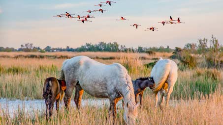 camping activité équitation camargue