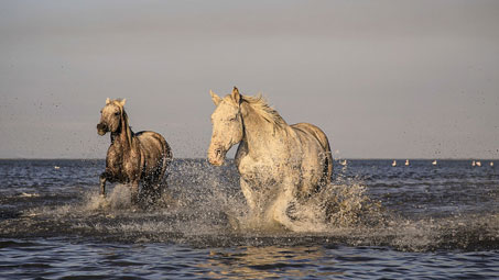 camping proche camargue