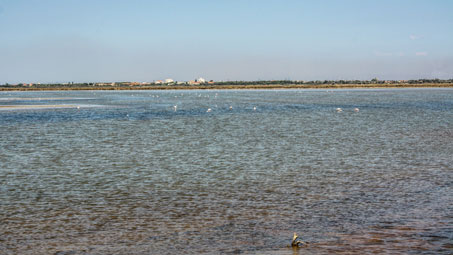 camping proche salin camargue