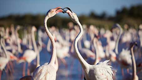 Flamants roses en camargue