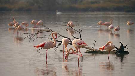 Parc naturel au grau du roi