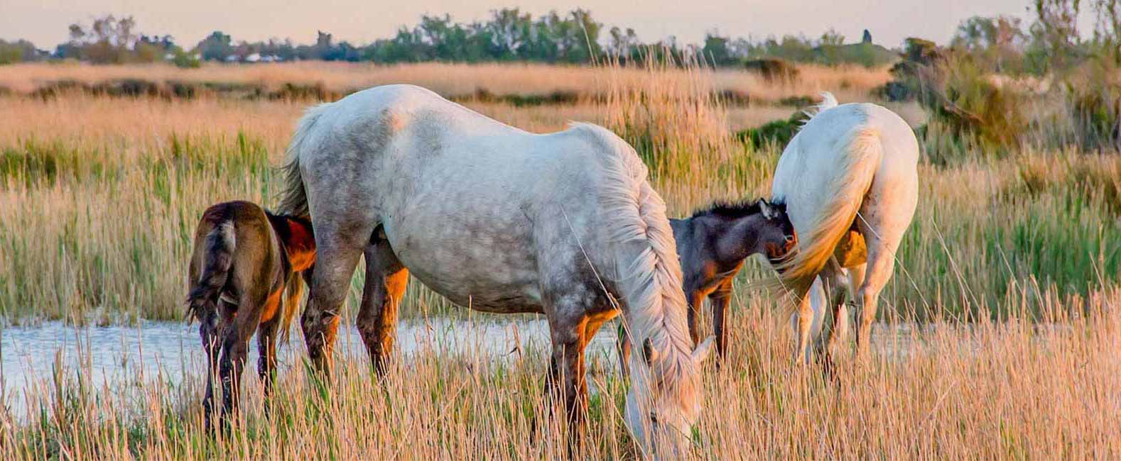 camping Camargue