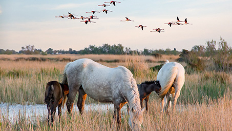 le cailar camargue