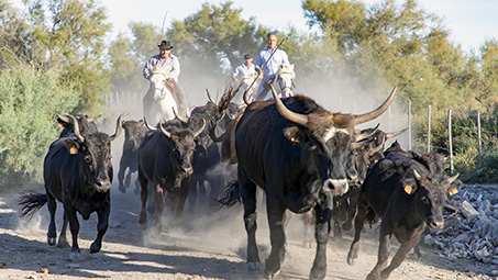 tourisme le cailar