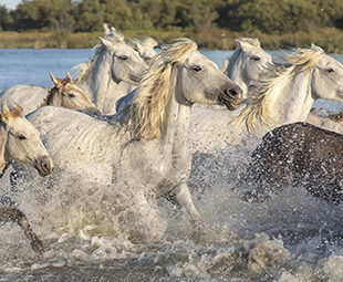 vauvaert camargue
