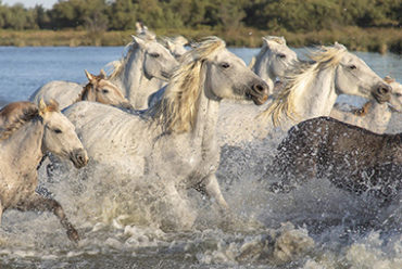 vauvaert camargue