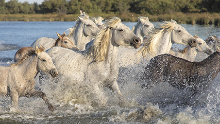 vauvaert camargue