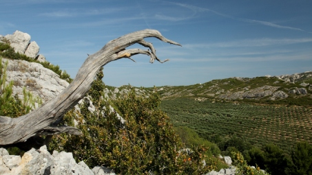 cabro d'or alpilles