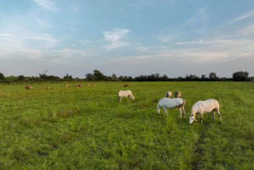 Chevaux camarguais dans le pré voisin du camping Crin Blanc
