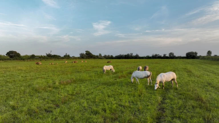 Camargue horses in the meadow next to Camping Crin Blanc