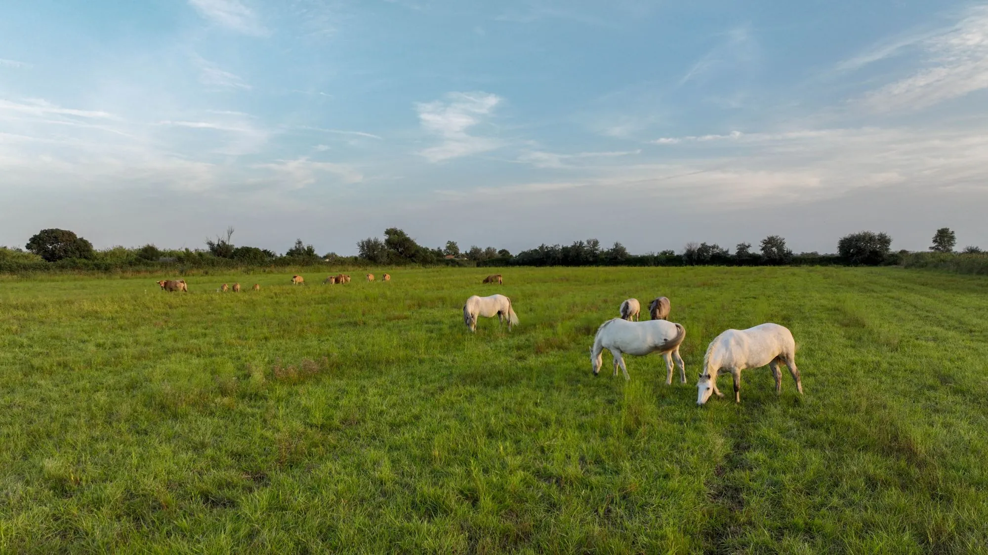 Chevaux camarguais dans le pré voisin du camping Crin Blanc
