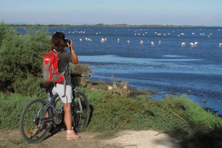 Cycliste observant les flamants roses en Camargue